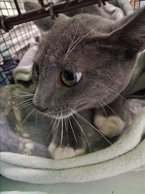 Love - Domestic Short Hair