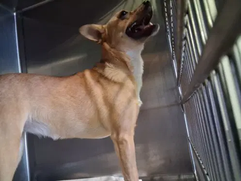 Gagel - Shiba Inu