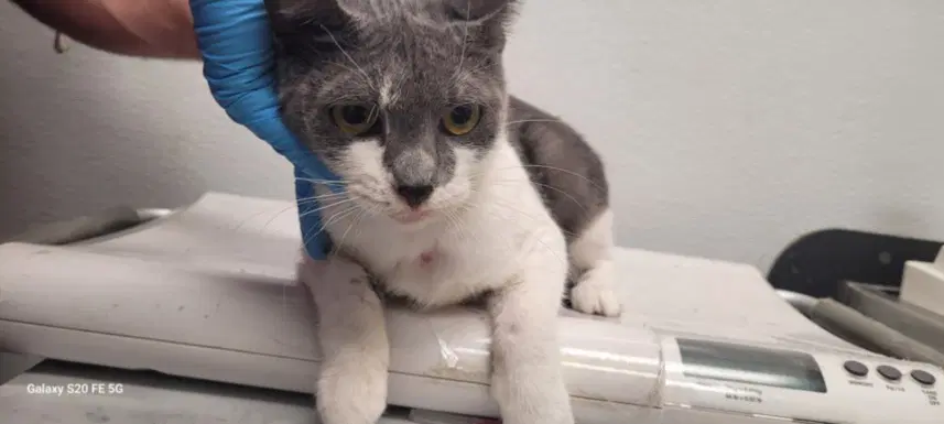 Hershey - Domestic Short Hair