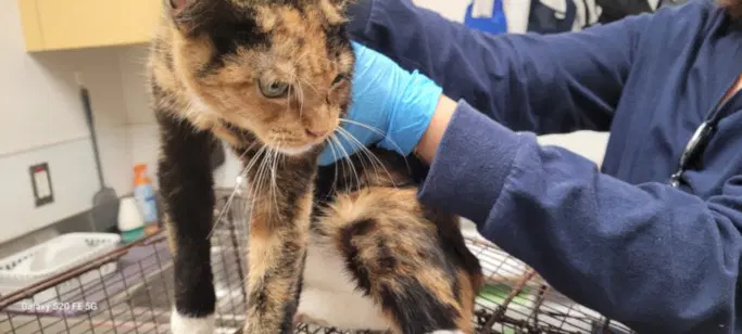 Resee - Domestic Short Hair