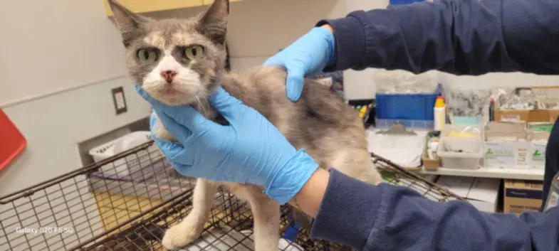 Abba - Domestic Short Hair
