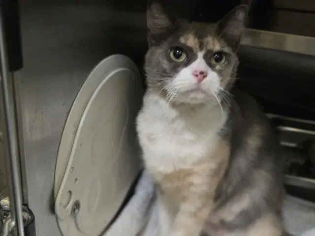 Hope - Domestic Short Hair