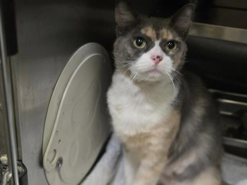 HOPE, a cat for adoption from South Los Angeles Animal Care and Control Center