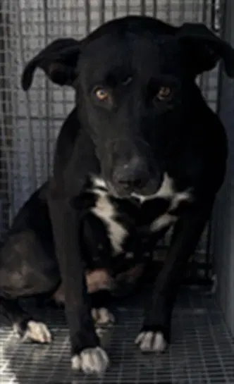Nero - Pit Bull Terrier