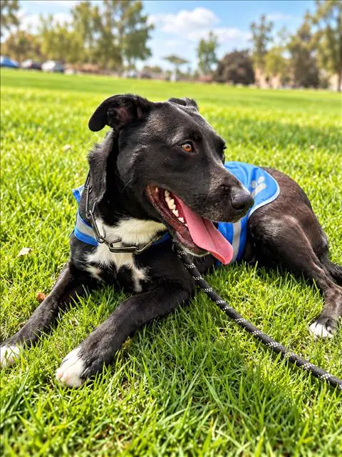 Nero - Pit Bull Terrier