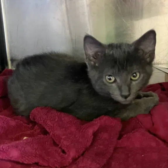 Woody - Domestic Short Hair