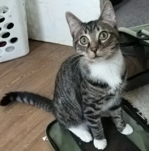 Thomas Jr - Domestic Short Hair