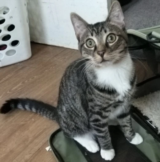 Thomas Jr