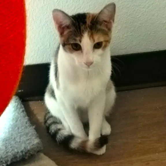 Mia - Domestic Short Hair