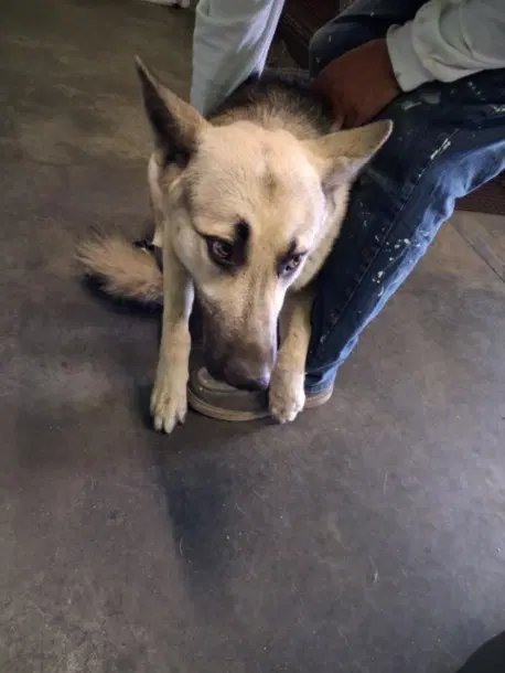 Firulies - German Shepherd Dog