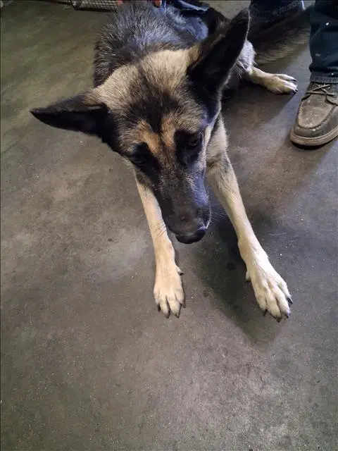 Sky - German Shepherd Dog