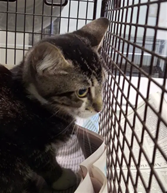 Tete - Domestic Short Hair