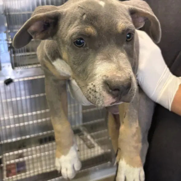 Manny - Pit Bull Terrier