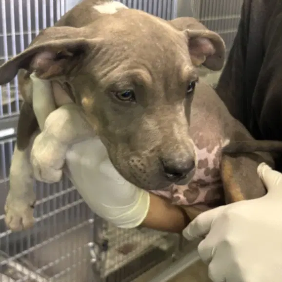 Reynaldo - Pit Bull Terrier