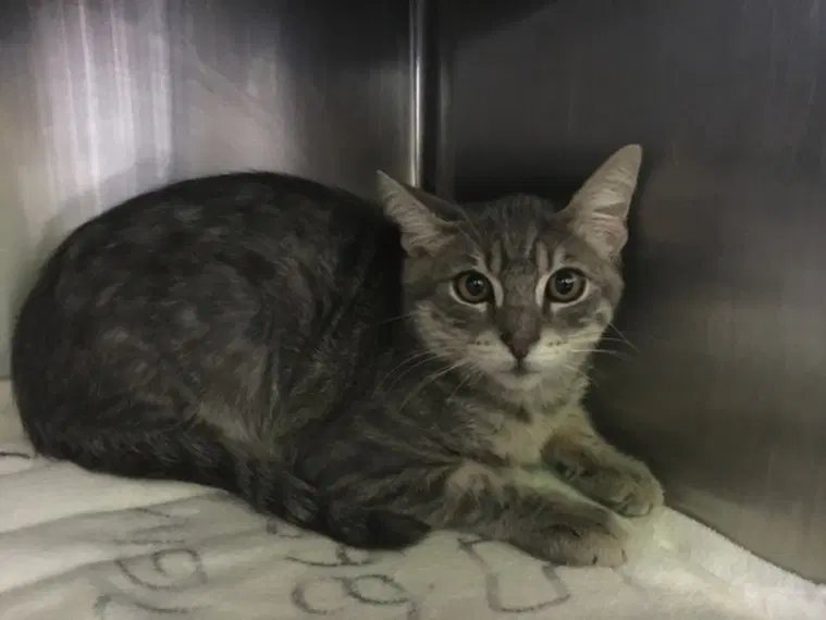 Silver - Domestic Short Hair