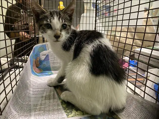 Baby - Domestic Short Hair