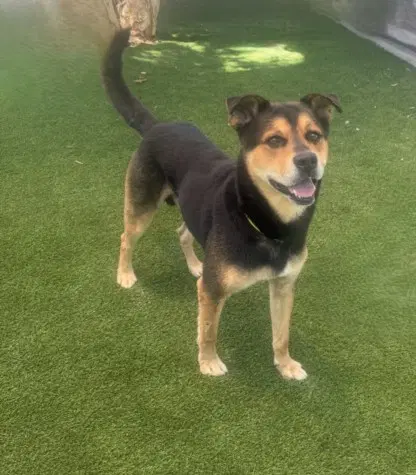 Cooper - German Shepherd Dog