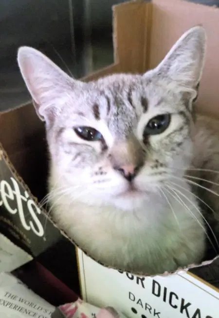 Sheila - Siamese