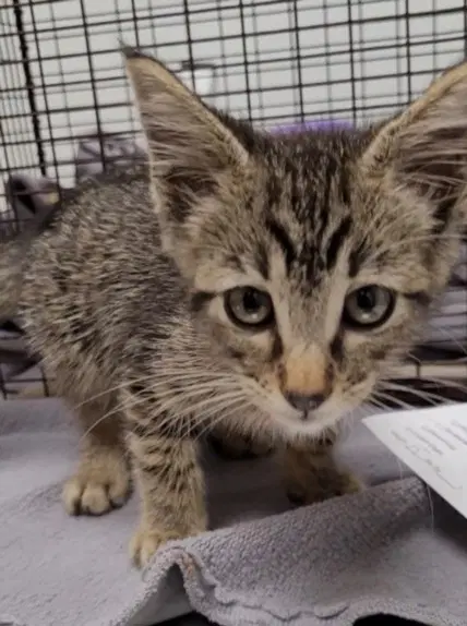 Loopsey - Domestic Short Hair