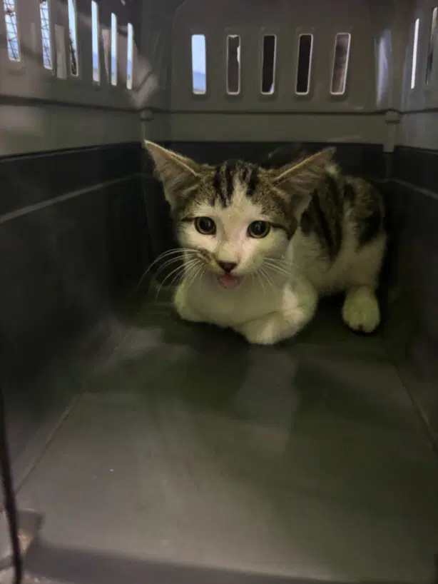 Milo - Domestic Short Hair