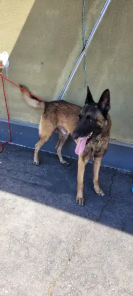 Primo - Belgian Shepherd Malinois