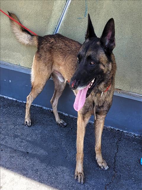 Primo, Belgian Shepherd Malinois (medium coat)