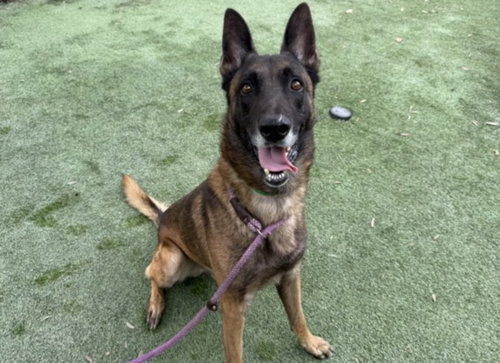 Primo, Belgian Shepherd Malinois (medium coat)