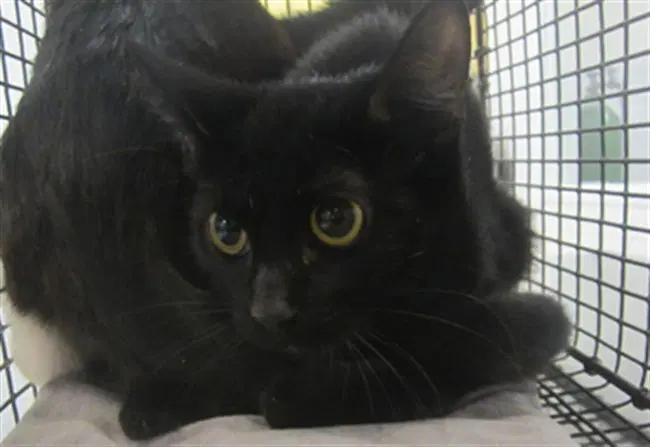 Pashmina - Domestic Short Hair
