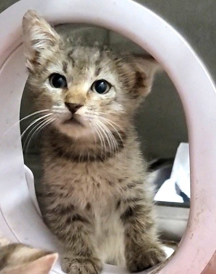 JACINTH, a cat for adoption from South Los Angeles Animal Care and Control Center