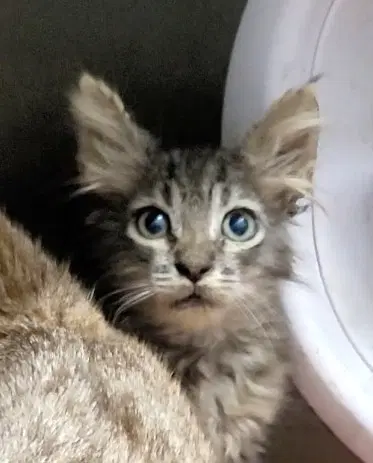 Unknown - Domestic Short Hair