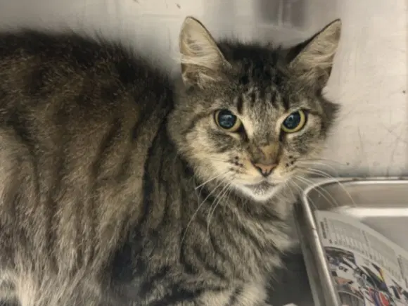 Tatty - Domestic Short Hair