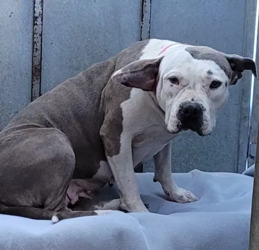 Lizzie - Bulldog