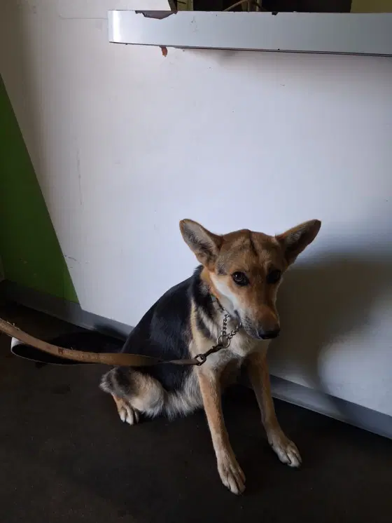 Fifty - German Shepherd Dog