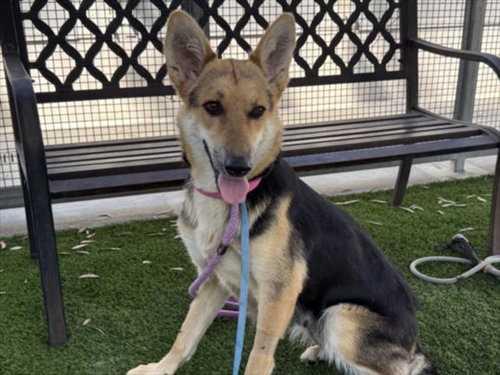 FIFTY, a dog for adoption from South Los Angeles Animal Care and Control Center