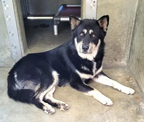 Balto - Husky