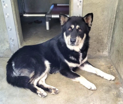 Balto
