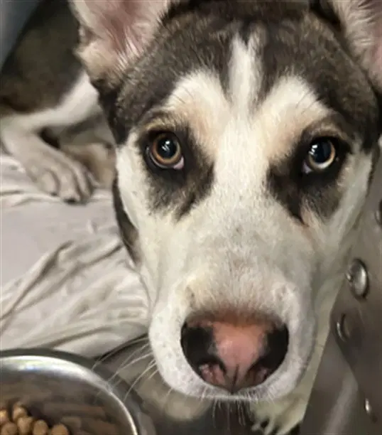 Pip - Siberian Husky