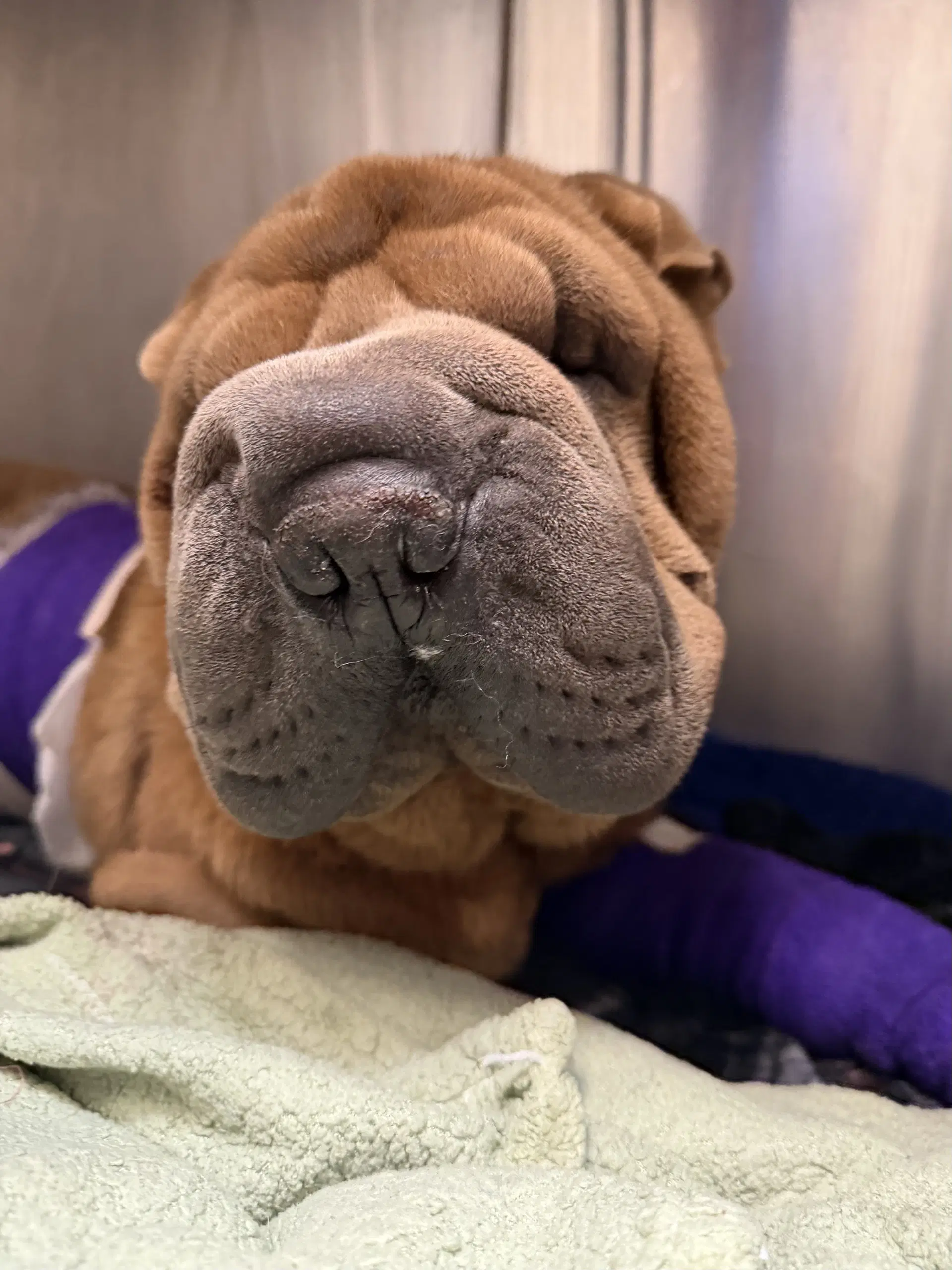 Celeste - Chinese Shar-Pei