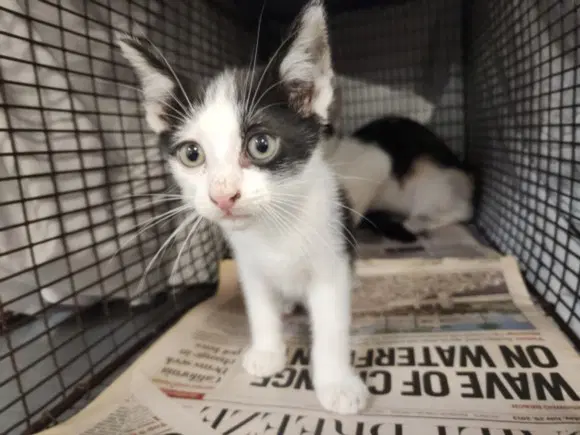 Cheeser - Domestic Short Hair
