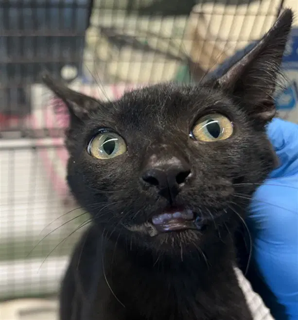 Unknown - Domestic Short Hair