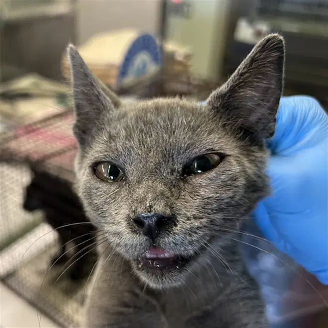 Unknown - Domestic Short Hair