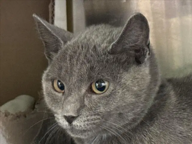 Unknown - Domestic Short Hair