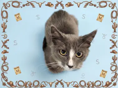 Lonestar - Domestic Medium Hair
