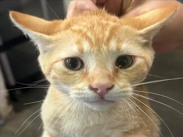 Matt - Domestic Short Hair
