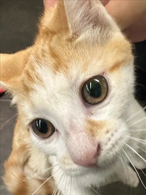 Cecee - Domestic Short Hair