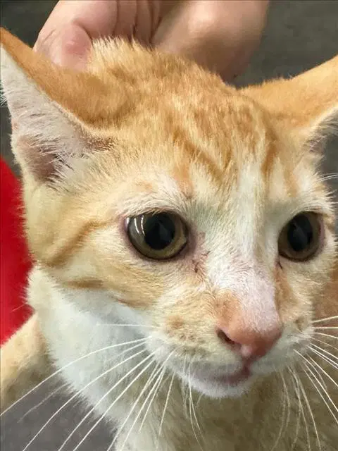 Peter - Domestic Short Hair
