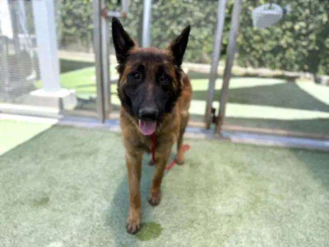 Michelob - Belgian Shepherd Malinois