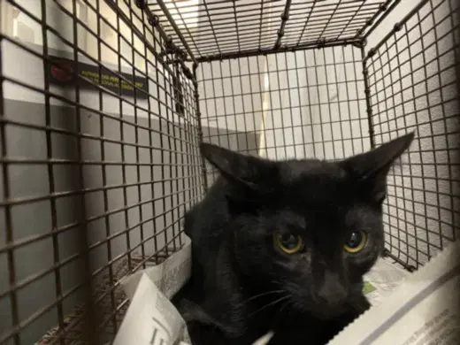 Itchy - Domestic Short Hair
