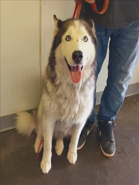 Nala - Siberian Husky
