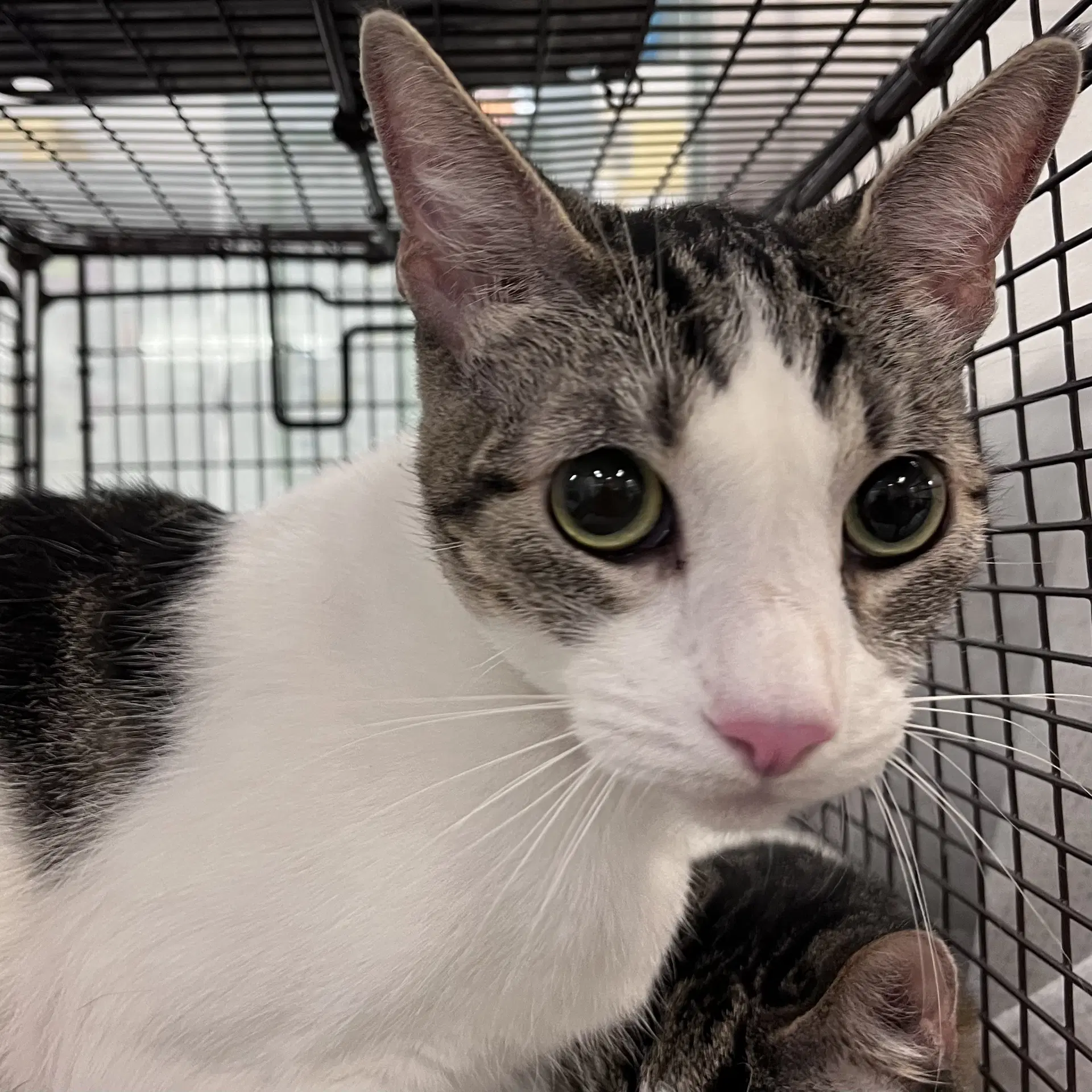 Blue - Domestic Short Hair